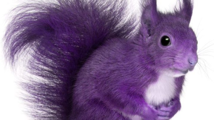 purplesquirrel-1.jpg