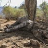 Hræ af fíl í Samburu nyrst í Kenía.