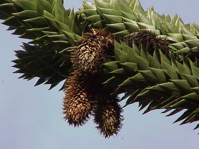 Apahrellir eða apaþraut (Araucaria araucana)