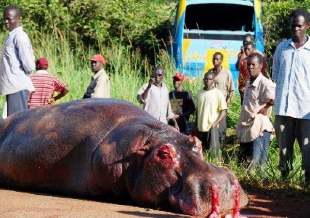 Bus.Accidents..Karuma.hippo-.knocked.dead-.13.05.09.jpg