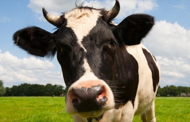 Dutch.Cow-.Shutterstock.jpg