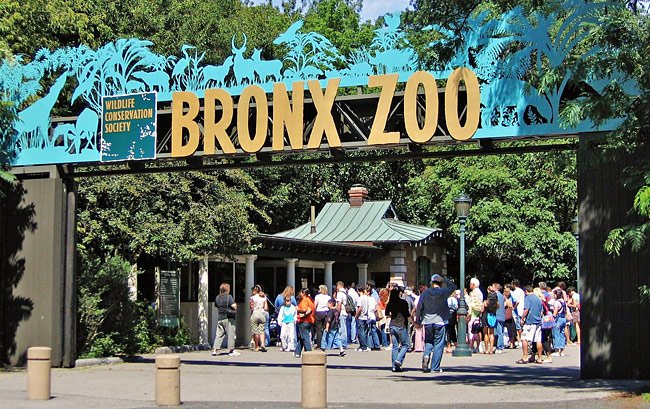 Bronx Zoo dýragarðurinn er sá stærsti á New York svæðinu og hann heimsækja milljónir manna á hverju ári. Mynd: EPA.
