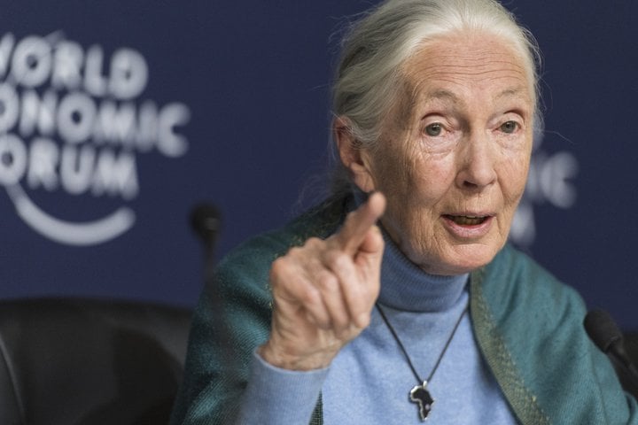 Jane Goodall fór á þrítugsaldri inn í skóga Tansaníu og dvaldi þar lengi í hópi simpansa. Rannsóknir hennar gjörbreyttu þekkingu manna á öðrum dýrategundum.