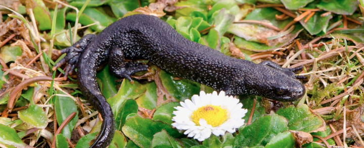 Stóra salamandra, svokölluð, verður um 10-16 sentimetrar á lengd. Vegna þessa litla dýrs eru fyrirætlanir um uppbyggingu húsnæðis á Amager fælled í Kaupmannahöfn í uppnámi.